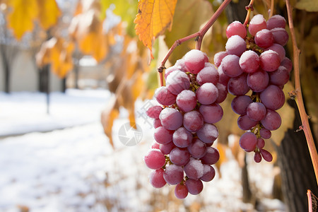 冬日阳光下的葡萄串图片