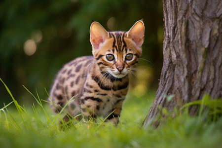 草坪上的两只猫野外斑纹猫在大草坪上背景