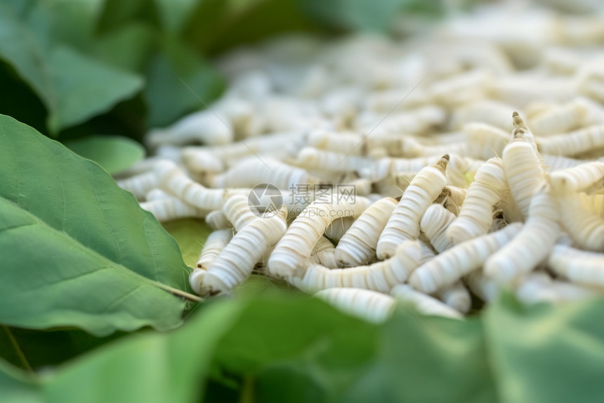 嫩叶上的白色昆虫图片