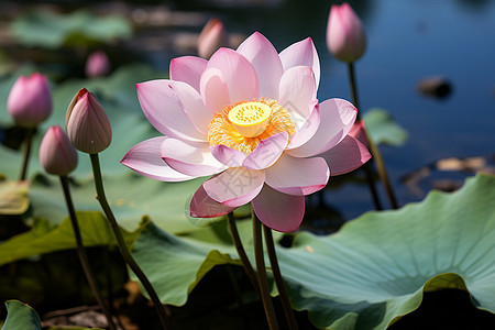 池塘中盛开的莲花图片