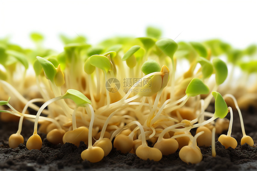 萌芽的豌豆幼苗图片