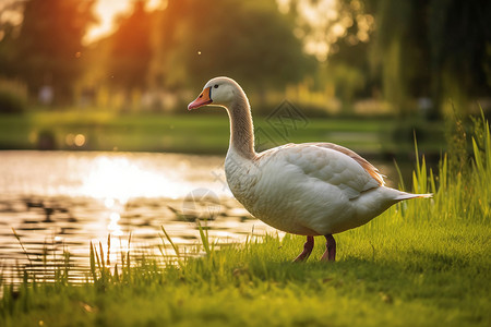 迎着夕阳池塘边的鸭子图片