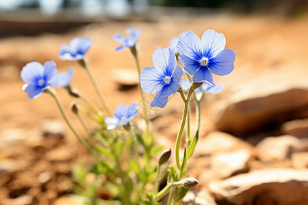 野地里孤独的蓝花背景图片