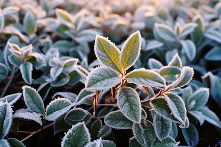 冰冻的植物叶子图片