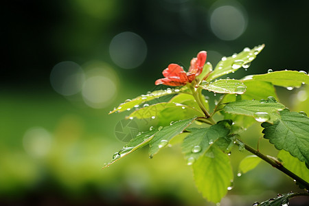 春天雨后的植物图片