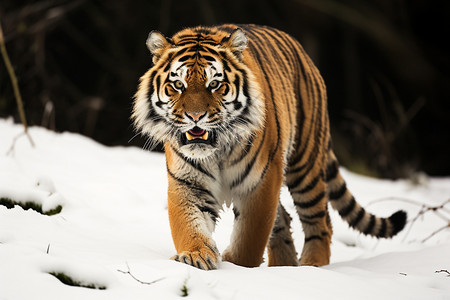 老虎捕食丛林凶猛的老虎背景