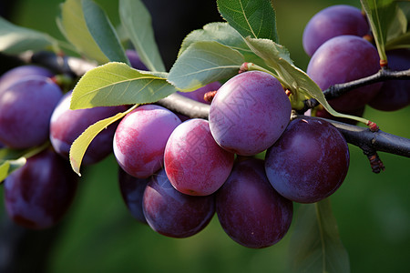 葡萄枝叶美味的果实悬挂在枝叶上背景
