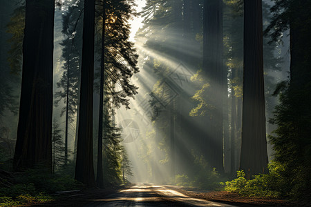 光照亮了红木森林背景图片
