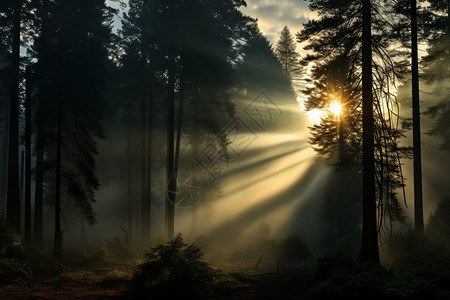 光源光线阳光照射着红木森林背景