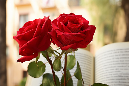 一本打开的书和玫瑰背景图片