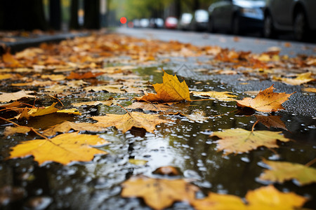 雨后的落叶和街道图片