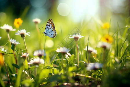 蓝色花蝴蝶绿草丛中的花蝴蝶背景