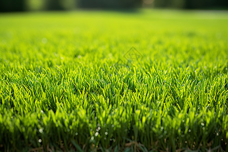 绿色的草坪草皮草地高清图片