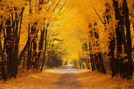 地面上落满了黄色的树叶图片
