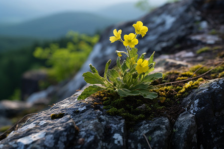 石块上长了几朵小花背景