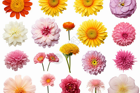 不同种类颜色的花朵图片