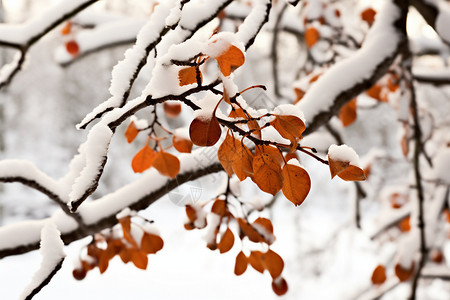 冬季雪地上的树枝落雪图片