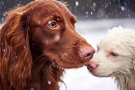 雪地里的两只小狗背景图片