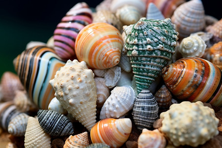 自然美丽的贝壳图片
