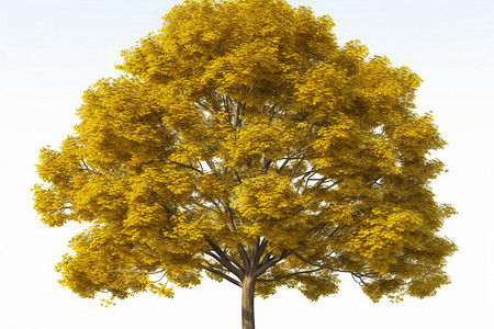 秋天里白色背景下的黄色树干背景图片