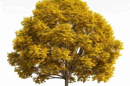 一颗黄色的树背景图片