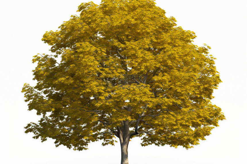 落叶堆积下的黄色树木图片