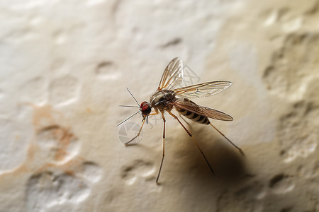 野生的蚊子特写镜头高清图片