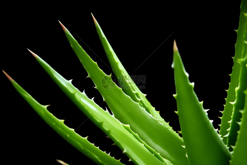 黑色背景中的绿色植物芦荟图片
