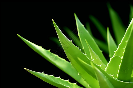 绿色的植物芦荟图片