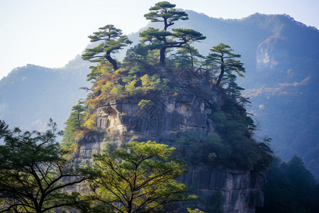 黄山上松柏天然形成的悬崖峭壁背景