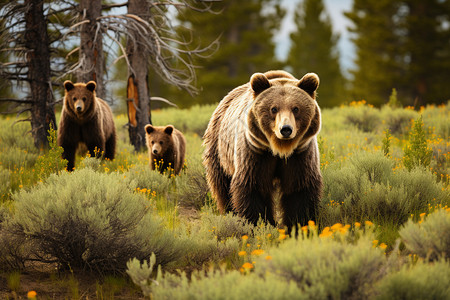 丛林中觅食的棕熊高清图片