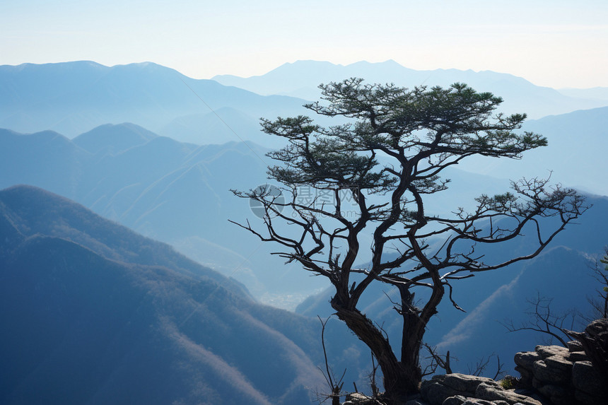 山峰上孤独的松柏图片