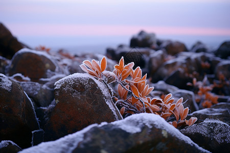 冬季海滩上生长的植物高清图片
