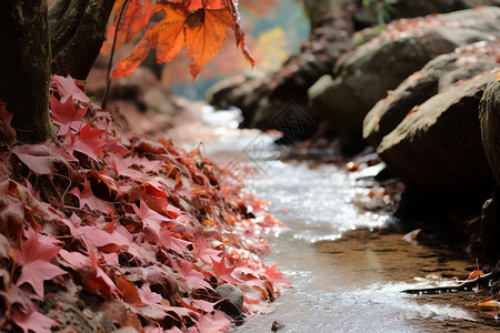 秋季落叶旁的溪流图片