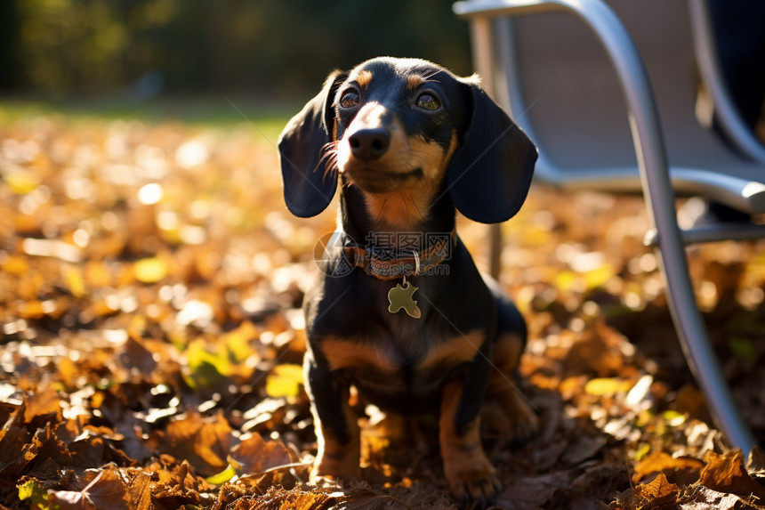 秋季草地上的腊肠犬图片