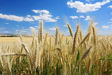 农田中茁壮生长的麦穗图片
