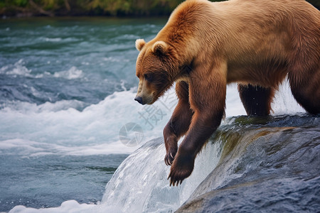 游泳的灰熊灰熊游泳高清图片