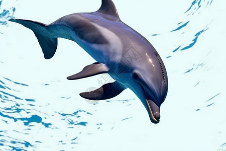 游动的海豚游动的海豚高清图片