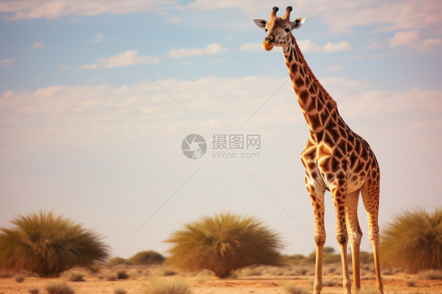 长腿的长颈鹿图片