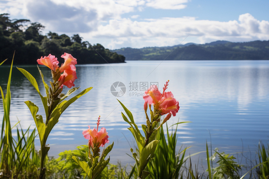 森林湖泊的美丽景观图片