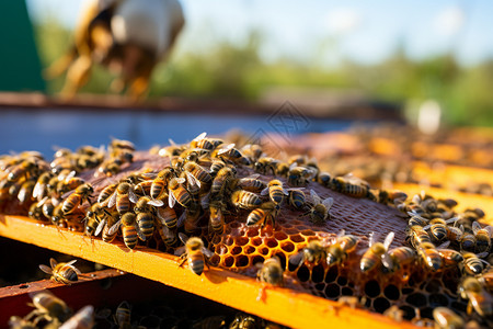 乡村人工养殖的蜜蜂图片
