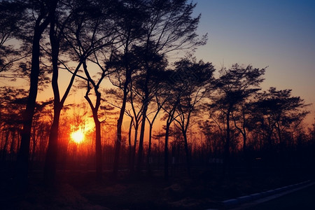 黄昏森林的夕阳图片