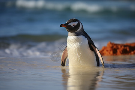 南极野生动物野生动物企鹅背景