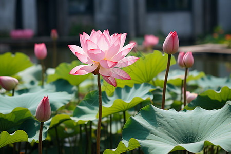 水池里的一片荷花背景图片