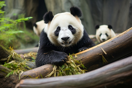 熊猫休憩于竹林间图片