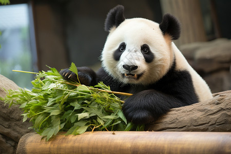 可爱的熊猫在笼子里吃竹子图片