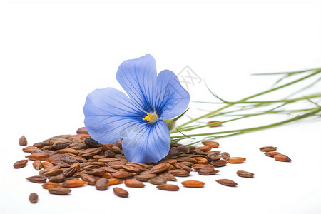 蓝色的花朵和种子高清图片