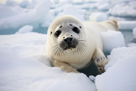 冬季雪地中的海豹背景图片