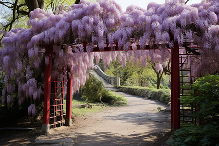 公园里的紫丁香花朵图片