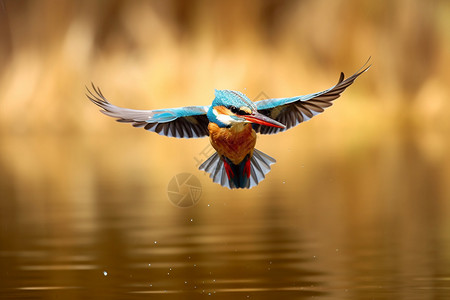 湖面上飞行的小鸟图片